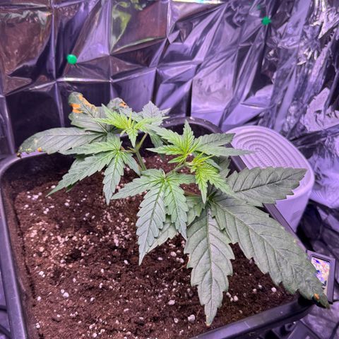 O.G. Kush Mainlining (first time🤞🏻) growlog timeline photo