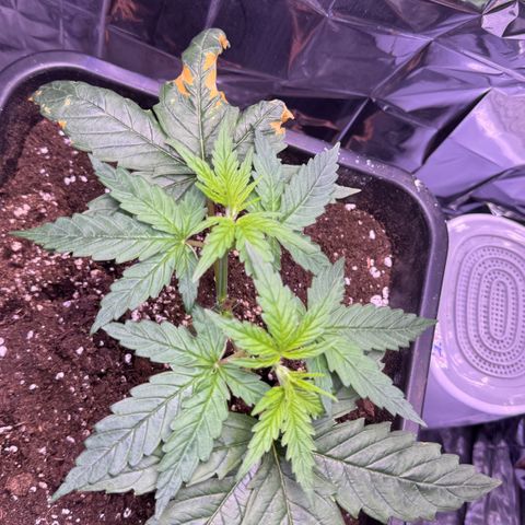 O.G. Kush Mainlining (first time🤞🏻) growlog timeline photo