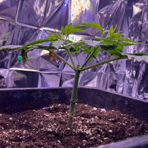 O.G. Kush Mainlining (first time🤞🏻) growlog timeline photo
