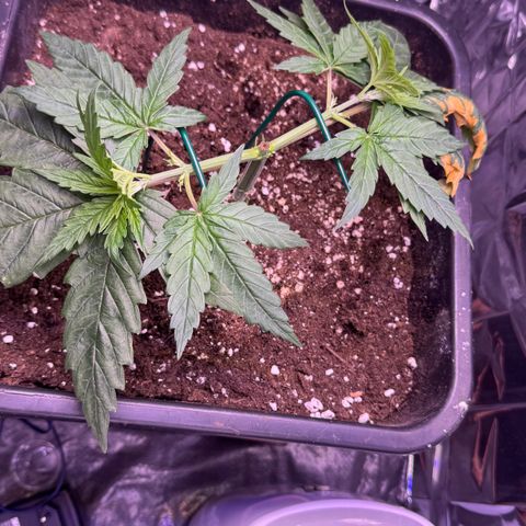 O.G. Kush Mainlining (first time🤞🏻) growlog timeline photo