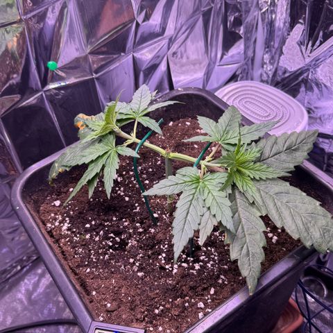 O.G. Kush Mainlining (first time🤞🏻) growlog timeline photo