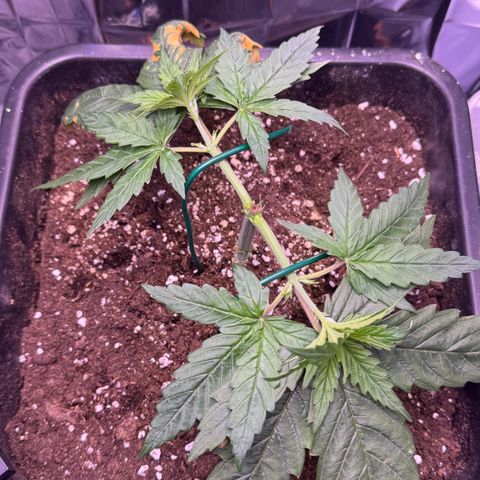O.G. Kush Mainlining (first time🤞🏻) growlog timeline photo