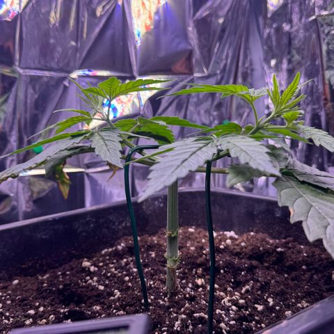 O.G. Kush Mainlining (first time🤞🏻) growlog timeline photo
