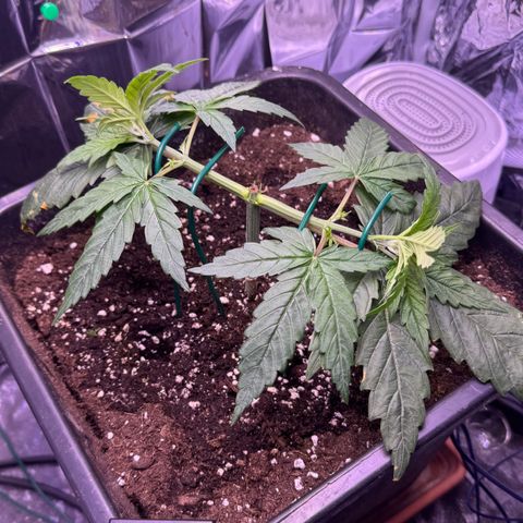 O.G. Kush Mainlining (first time🤞🏻) growlog timeline photo