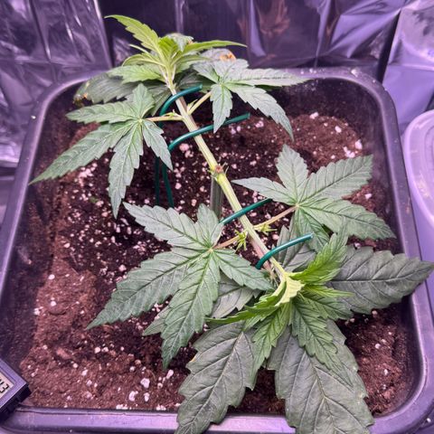 O.G. Kush Mainlining (first time🤞🏻) growlog timeline photo