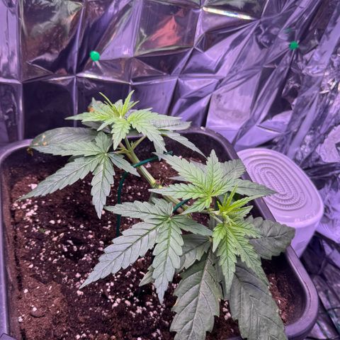 O.G. Kush Mainlining (first time🤞🏻) growlog timeline photo
