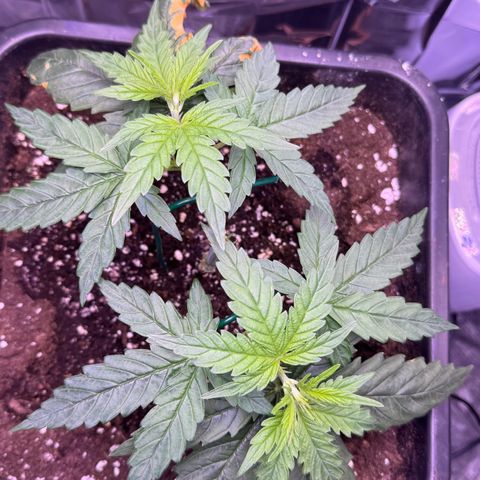 O.G. Kush Mainlining (first time🤞🏻) growlog timeline photo