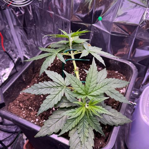 O.G. Kush Mainlining (first time🤞🏻) growlog timeline photo