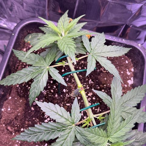 O.G. Kush Mainlining (first time🤞🏻) growlog timeline photo