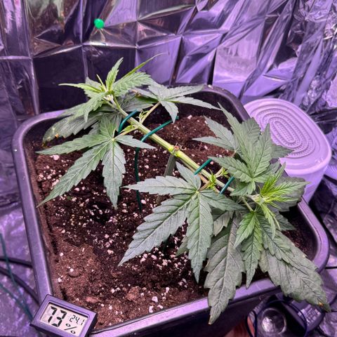O.G. Kush Mainlining (first time🤞🏻) growlog timeline photo
