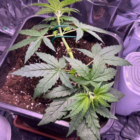 O.G. Kush Mainlining (first time🤞🏻) growlog timeline photo