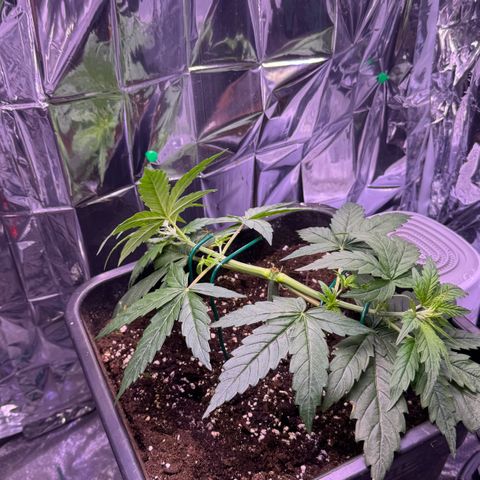 O.G. Kush Mainlining (first time🤞🏻) growlog timeline photo