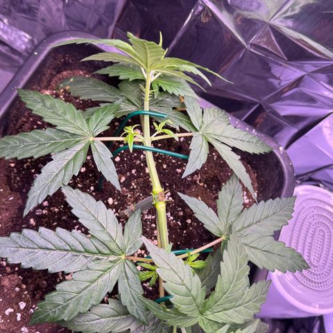 O.G. Kush Mainlining (first time🤞🏻) growlog timeline photo