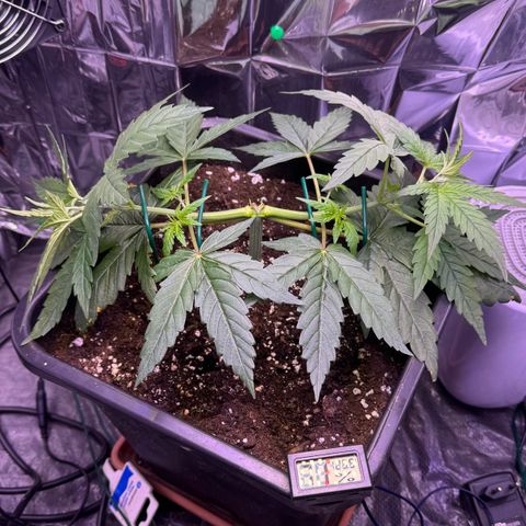 O.G. Kush Mainlining (first time🤞🏻) growlog timeline photo