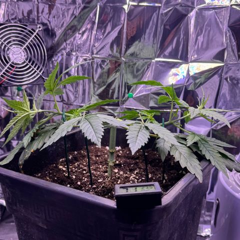 O.G. Kush Mainlining (first time🤞🏻) growlog timeline photo