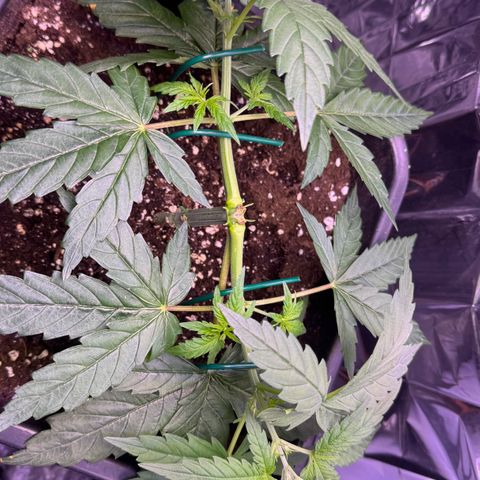 O.G. Kush Mainlining (first time🤞🏻) growlog timeline photo