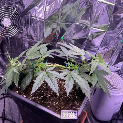 O.G. Kush Mainlining (first time🤞🏻) growlog timeline photo