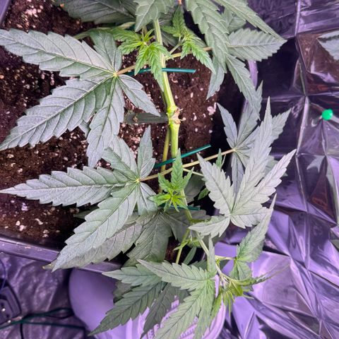 O.G. Kush Mainlining (first time🤞🏻) growlog timeline photo