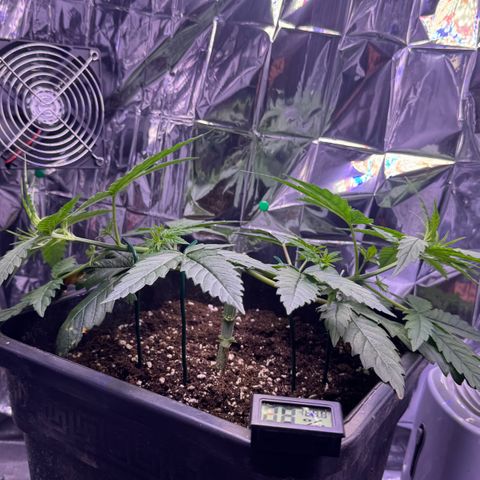 O.G. Kush Mainlining (first time🤞🏻) growlog timeline photo