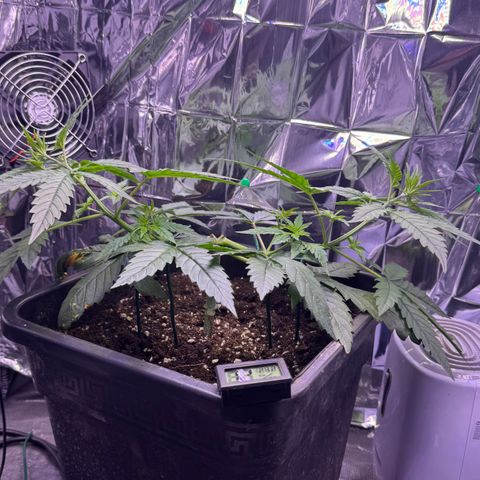 O.G. Kush Mainlining (first time🤞🏻) growlog timeline photo