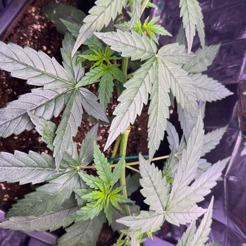 O.G. Kush Mainlining (first time🤞🏻) growlog timeline photo