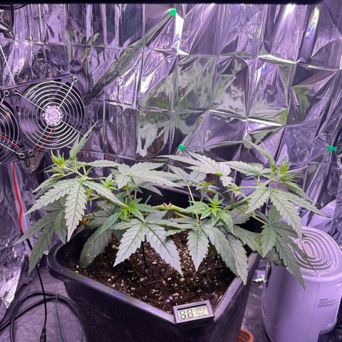 O.G. Kush Mainlining (first time🤞🏻) growlog timeline photo