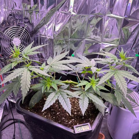 O.G. Kush Mainlining (first time🤞🏻) growlog timeline photo