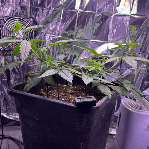 O.G. Kush Mainlining (first time🤞🏻) growlog timeline photo