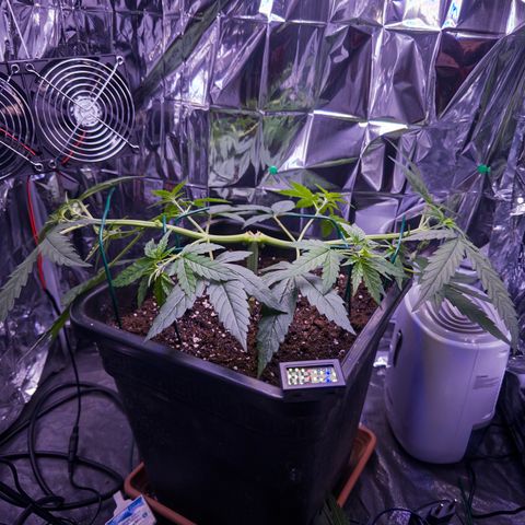 O.G. Kush Mainlining (first time🤞🏻) growlog timeline photo