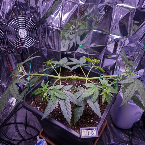 O.G. Kush Mainlining (first time🤞🏻) growlog timeline photo