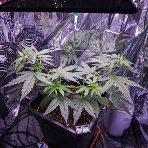 O.G. Kush Mainlining (first time🤞🏻) growlog timeline photo