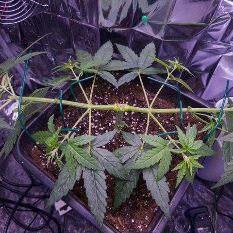 O.G. Kush Mainlining (first time🤞🏻) growlog timeline photo