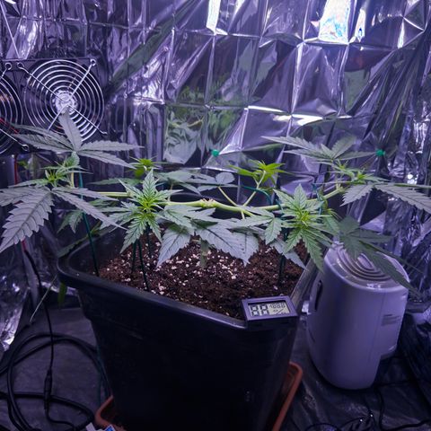 O.G. Kush Mainlining (first time🤞🏻) growlog timeline photo