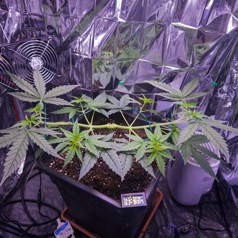 O.G. Kush Mainlining (first time🤞🏻) growlog timeline photo