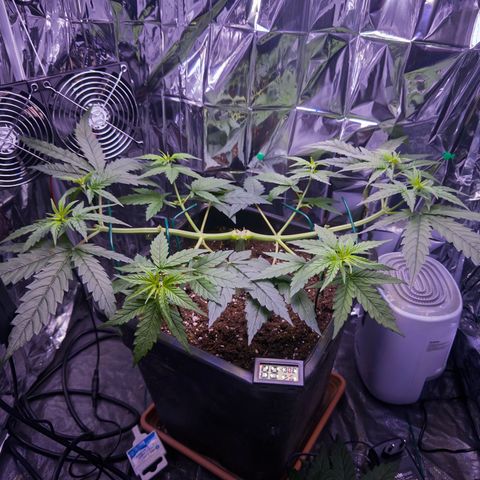 O.G. Kush Mainlining (first time🤞🏻) growlog timeline photo