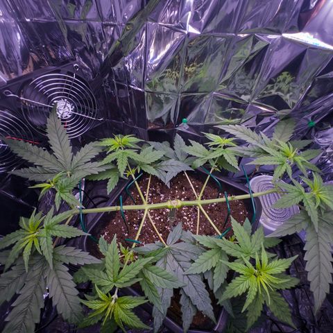 O.G. Kush Mainlining (first time🤞🏻) growlog timeline photo