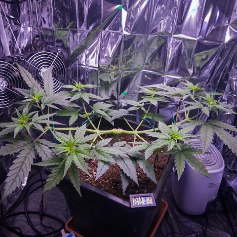O.G. Kush Mainlining (first time🤞🏻) growlog timeline photo