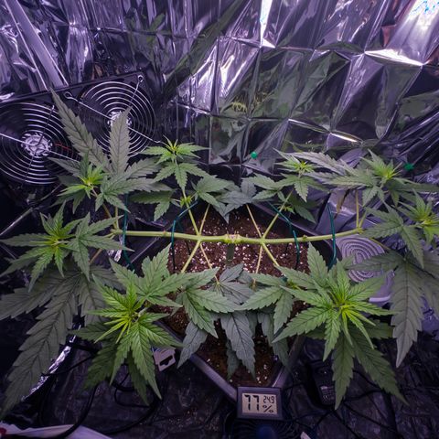 O.G. Kush Mainlining (first time🤞🏻) growlog timeline photo