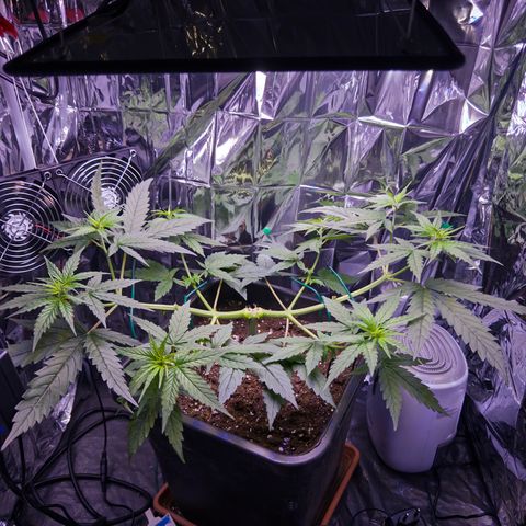 O.G. Kush Mainlining (first time🤞🏻) growlog timeline photo