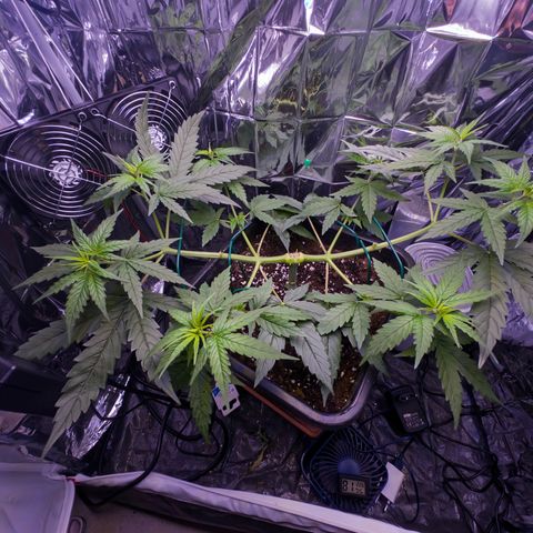 O.G. Kush Mainlining (first time🤞🏻) growlog timeline photo