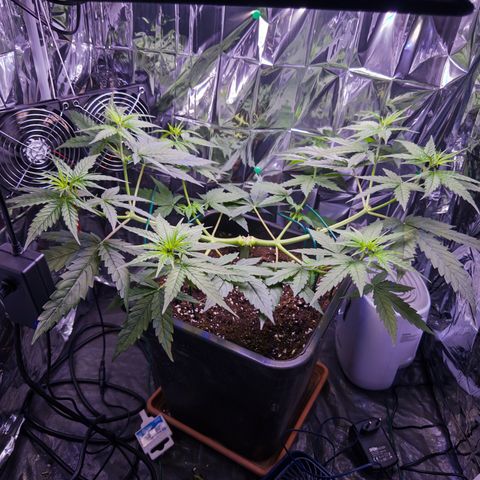 O.G. Kush Mainlining (first time🤞🏻) growlog timeline photo