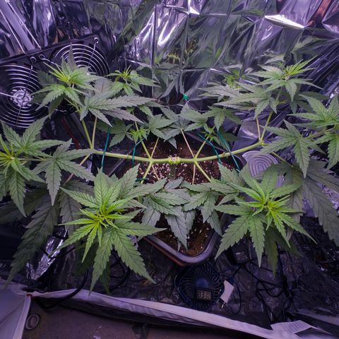 O.G. Kush Mainlining (first time🤞🏻) growlog timeline photo
