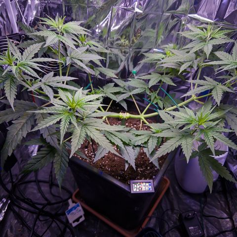 O.G. Kush Mainlining (first time🤞🏻) growlog timeline photo