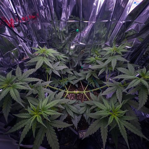 O.G. Kush Mainlining (first time🤞🏻) growlog timeline photo