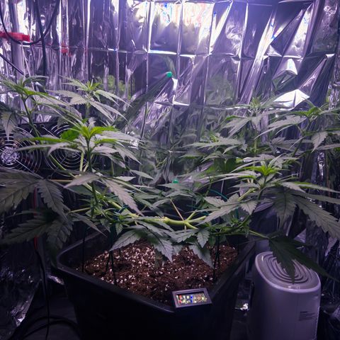 O.G. Kush Mainlining (first time🤞🏻) growlog timeline photo