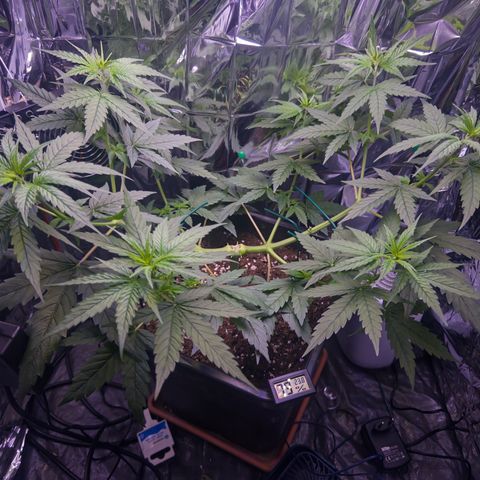 O.G. Kush Mainlining (first time🤞🏻) growlog timeline photo