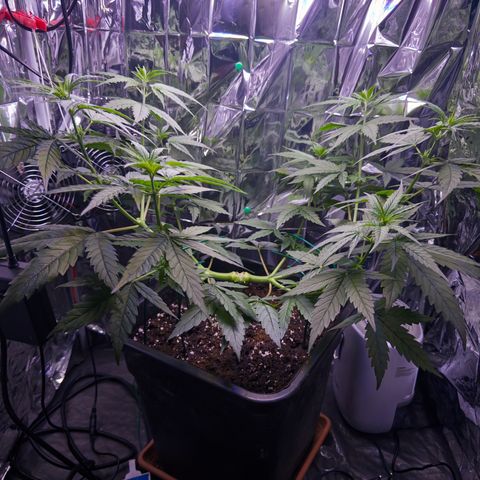 O.G. Kush Mainlining (first time🤞🏻) growlog timeline photo
