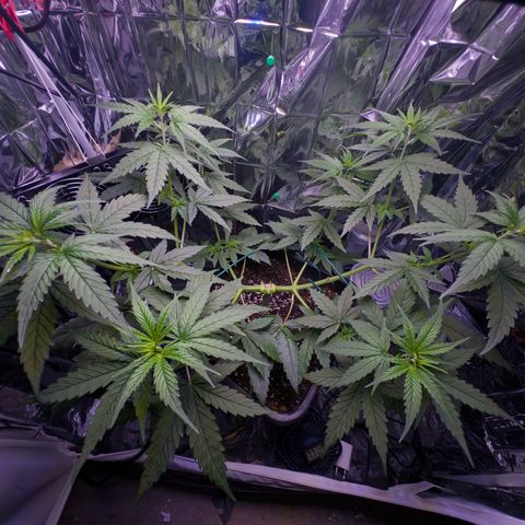 O.G. Kush Mainlining (first time🤞🏻) growlog timeline photo