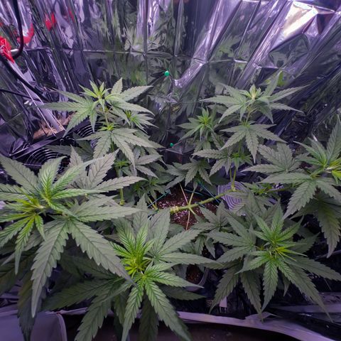 O.G. Kush Mainlining (first time🤞🏻) growlog timeline photo
