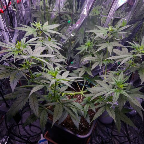 O.G. Kush Mainlining (first time🤞🏻) growlog timeline photo